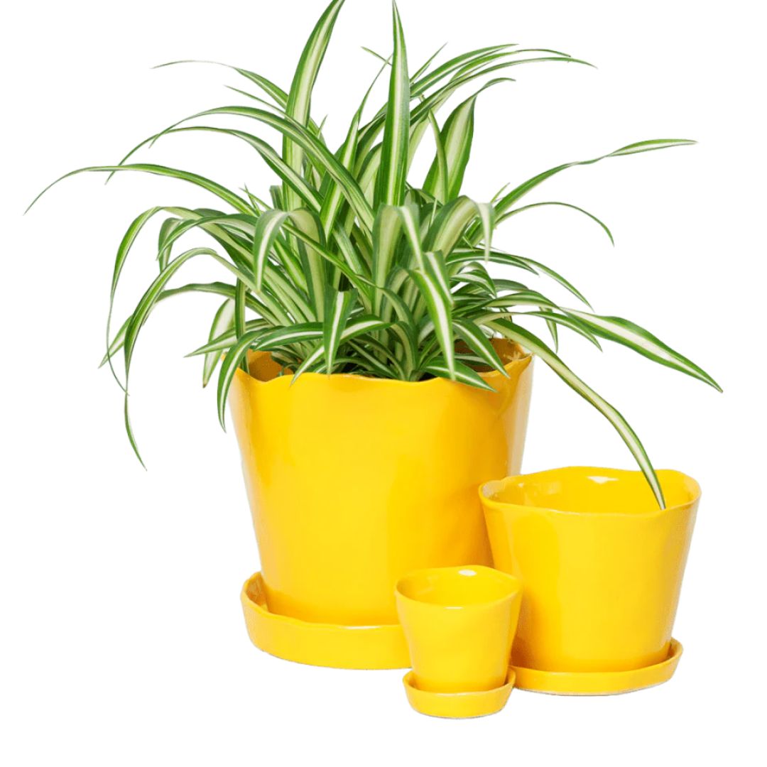 Tika Pot With Saucer – Chive – Meadowlark Yellow – 3″